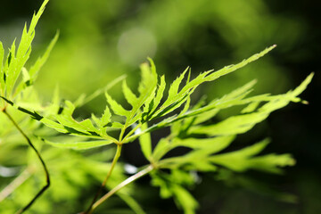 Bright green branch of Japanese maple (irohamomiji), shining under the sunlight, on the mountain side.