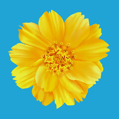 Obraz premium Hand drawn realistic watercolor yellow cosmos flower, yellow wildflowers, vector illustration