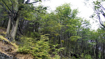 Fototapeta na wymiar Forest of beech trees above Ushuaia, Argentina