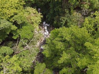 forest, tree and water