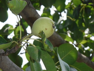 Raw green pears hanging with a branch. Pear fruit farming in punjab Pakistan.