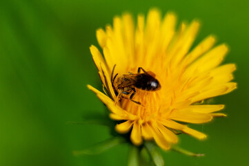 A bee is sitting on a flower!
