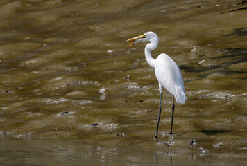 intermediate egret with small fish held in its bill.median egret, smaller egret, or yellow-billed egret is a medium-sized heron.