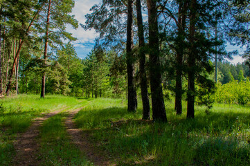Fototapeta na wymiar Morning forest in Samarskaya Luka National Park on a May morning!