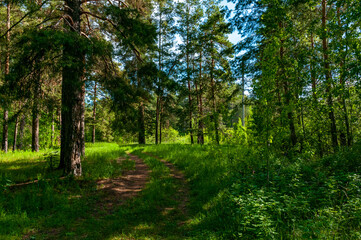 Morning forest in Samarskaya Luka National Park on a May morning!