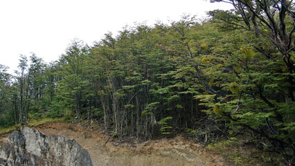 Forest of beech trees above Ushuaia, Argentina