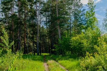 Fototapeta na wymiar Morning forest in Samarskaya Luka National Park on a May morning!