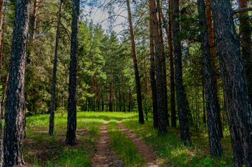 Morning forest in Samarskaya Luka National Park on a May morning!