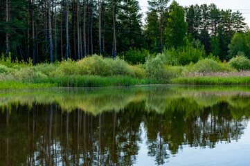 Obraz premium Morning forest in Samarskaya Luka National Park on a hot June morning! Taken with Nikon D70, D200, D300S cameras! Samarskaya Luka is a unique natural corner of our planet, because many endemic plants 