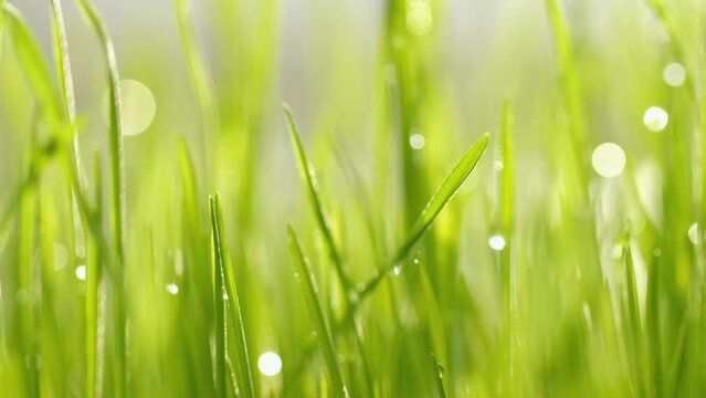 fresh morning water dew drops on vibrant green grass lit by the sun close up slow motion