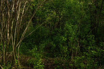 Obraz premium Morning forest in Samarskaya Luka National Park on a May morning!