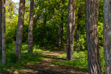 Obraz premium Morning forest in Samarskaya Luka National Park on a May morning!