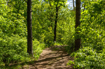 Obraz premium Morning forest in Samarskaya Luka National Park on a May morning!