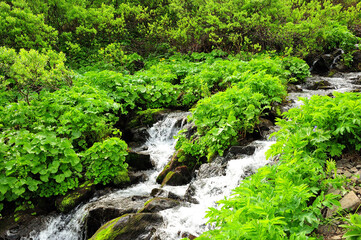 Fototapeta na wymiar A small mountain stream flowing through thickets of bushes and stones.