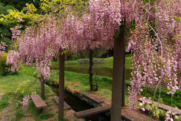 藤の花