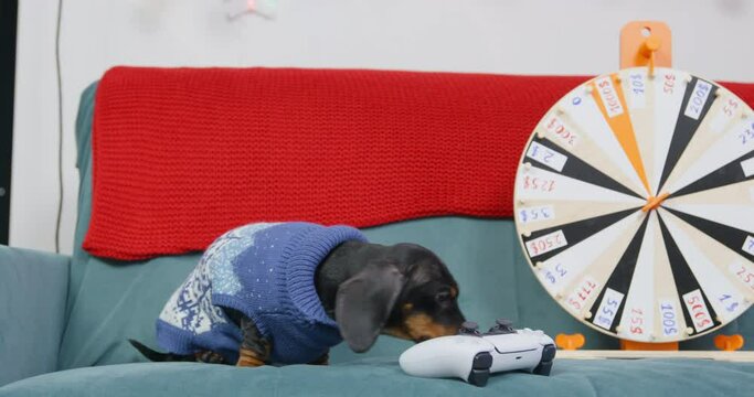 Cute dachshund puppy in woolen sweater is obediently sitting on sofa, controller for game console and spinning wheel to pick random cash prize are nearby. Gambling addiction