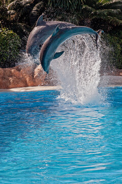 Show of beautiful dolphin jumps in zoo pool. Tenerife © Alexandra Lande
