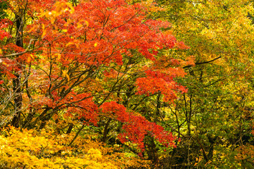 美しい秋の自然紅葉風景
Beautiful autumn natural autumn leaves...