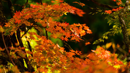 美しい秋の自然紅葉風景
Beautiful autumn natural autumn leaves...