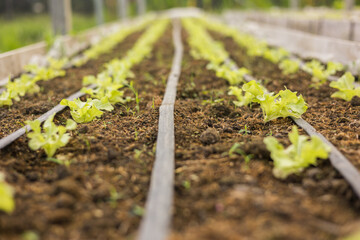 Green oak vegetable plots use a drip system along a hose. It is an applied and integrated vegetable growing in agricultural greenhouses.