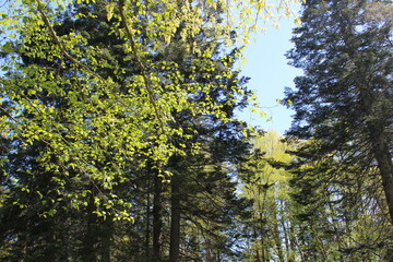 Fresh new green leaves on the branches in a woodland