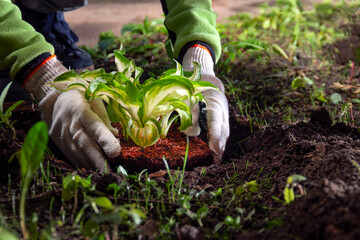 Seedlings hosta plants transplanting into the garden. Pot with young plants close-up, spring work in the garden