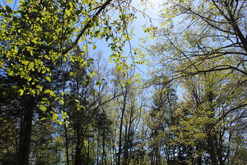 Fototapeta premium sunlight through the trees in spring
