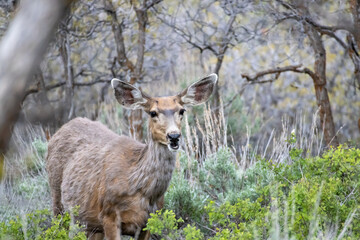 A mule deer stands in the foliage and green grass at Black Canyon of the Gunnison National Park in Colorado