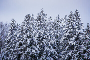 Snow covered pine trees in the countryside near Tremblant ski resort in Quebec (Canada)