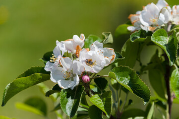 A bee sits on the flowers of an apple tree and collects nectar