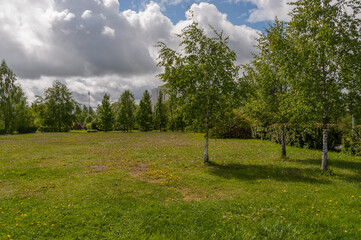 A clearing with dandelions and birches