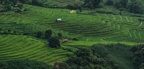 Green rice terrace fields and mountain background in rainy season.