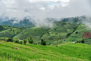 Green rice terrace fields and mountain background in rainy season.