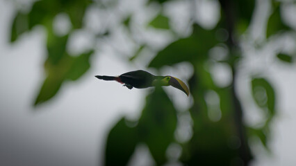 Tucan rocket © HarolSM