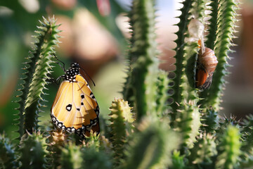 Butterfly clings to branch next to chrysalis. Monarch butterfly waits for imminent emerging of...