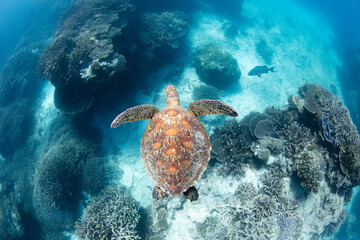 green sea turtle