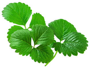 Strawberry leaves isolated on white background. Fresh green berry leaves closeup.