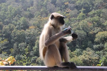 Indian Langoor Monkey Sitting