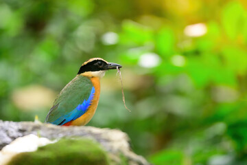 bluewingedpitta a kind of bird that bird watchers pay attention because of the beautiful colors and its beautiful singing voice