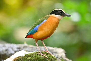 bluewingedpitta a kind of bird that bird watchers pay attention because of the beautiful colors and...