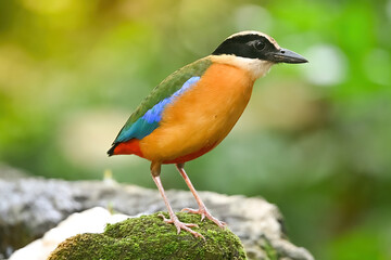 bluewingedpitta a kind of bird that bird watchers pay attention because of the beautiful colors and its beautiful singing voice