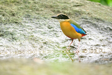 bluewingedpitta a kind of bird that bird watchers pay attention because of the beautiful colors and...