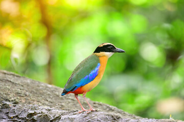 bluewingedpitta a kind of bird that bird watchers pay attention because of the beautiful colors and its beautiful singing voice