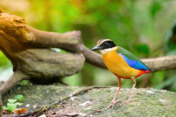 bluewingedpitta a kind of bird that bird watchers pay attention because of the beautiful colors and its beautiful singing voice