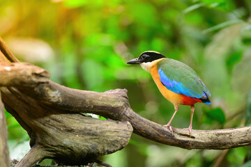 bluewingedpitta a kind of bird that bird watchers pay attention because of the beautiful colors and its beautiful singing voice