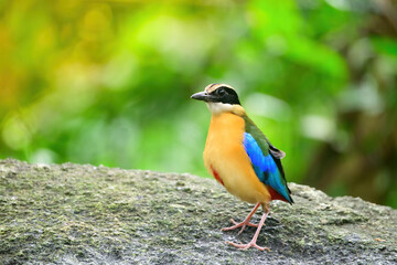 bluewingedpitta a kind of bird that bird watchers pay attention because of the beautiful colors and its beautiful singing voice