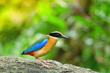 bluewingedpitta a kind of bird that bird watchers pay attention because of the beautiful colors and its beautiful singing voice