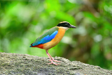 bluewingedpitta a kind of bird that bird watchers pay attention because of the beautiful colors and...