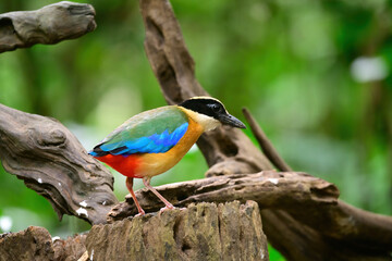 bluewingedpitta a kind of bird that bird watchers pay attention because of the beautiful colors and its beautiful singing voice