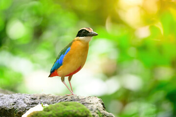 bluewingedpitta a kind of bird that bird watchers pay attention because of the beautiful colors and its beautiful singing voice